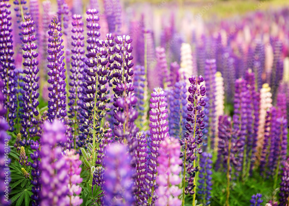Andean Lupin" Images – Browse 79 Stock Photos, Vectors, and Video | Adobe  Stock