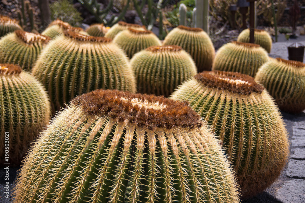 Round cactus plants. lanzarote, Canary islands, Spain. Round cactus plants. lanzarote, Canary islands, Spain.