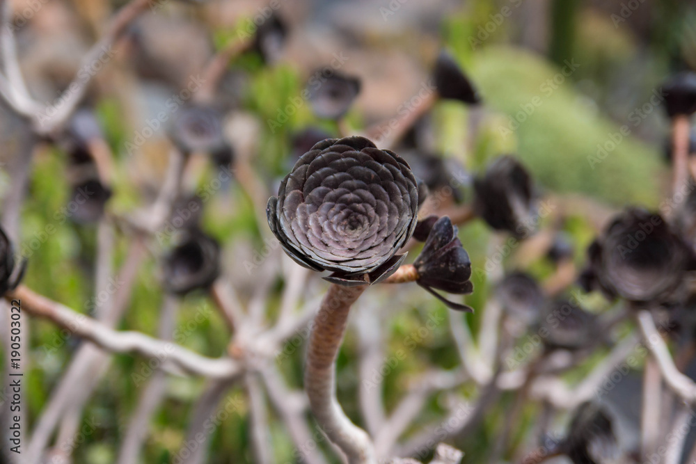 Fototapeta premium Aeonium canariense plant, brown verode flower, Lanzarote, Canary islands, Spain.