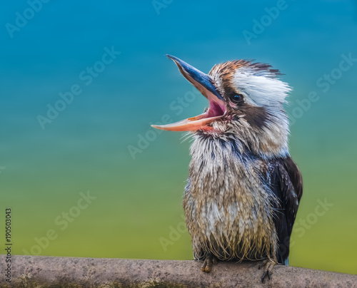 Laughing kookaburra (Jackass), a bird in the kingfisher subfamily, native to Australia and New Zealand photo