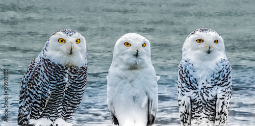 A family of snowy owls in a wintry landscape photo