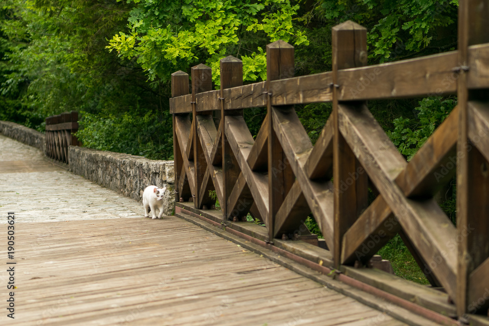 Bridge of castle Strecno  and cat