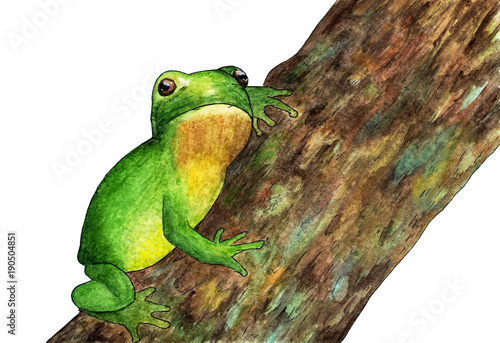 A frog sitting on a tree. Watercolor.