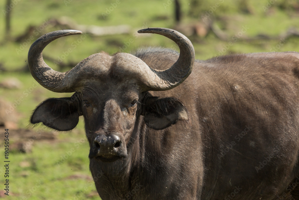 cape buffalo in the Maasai Mara cape buffalo in the Maasai Mara