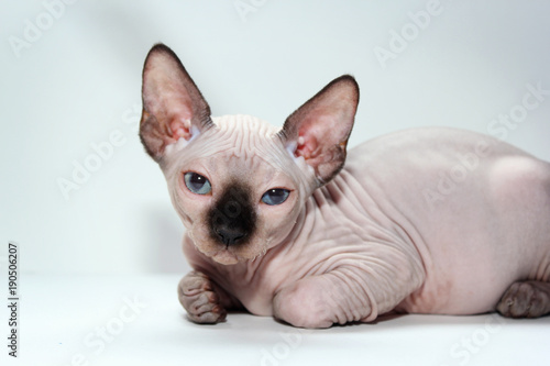 canadian sphynx portrait blue eyes