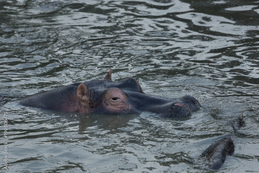 hippos submerged in water in the Maasai Mara hippos submerged in water in the Maasai Mara