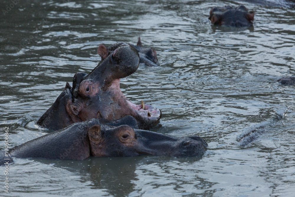 yawning hippo in the Maasai Mara yawning hippo in the Maasai Mara