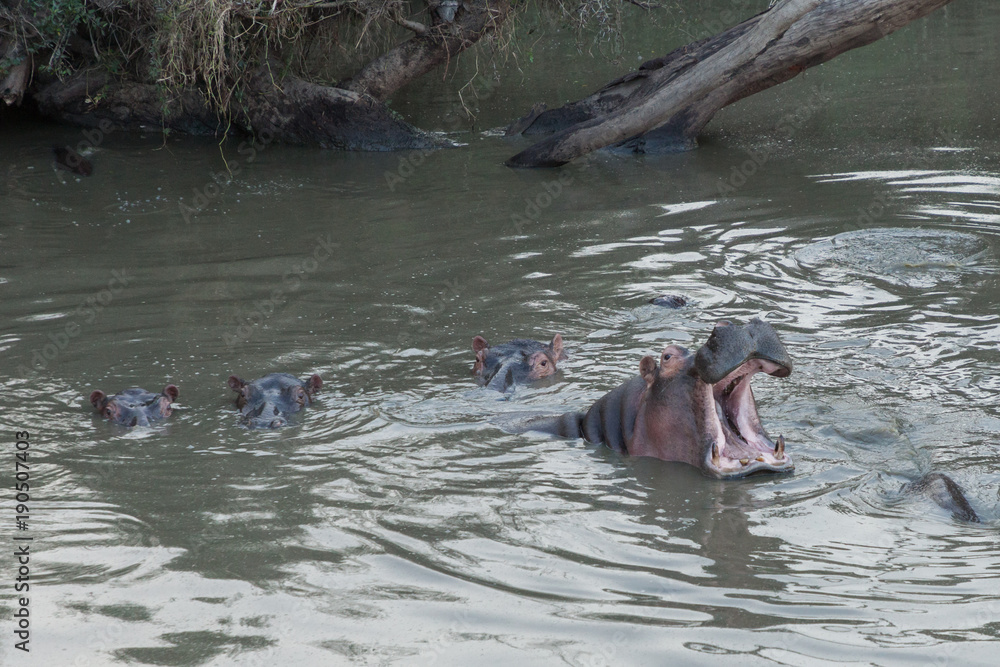 Fototapeta premium yawning hippo in the Maasai Mara