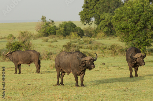 cape buffalo on the Maasai Mara preserve  Kenya