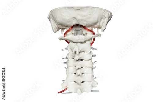 Orthopädie Skelett mit Nerven, Wirbeln und Bandscheiben der Halswirbeläule Rückenansicht