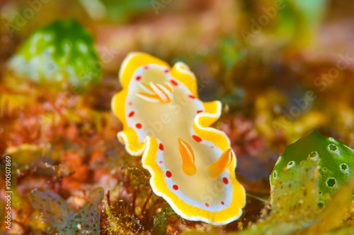 アカテンイロウミウシ