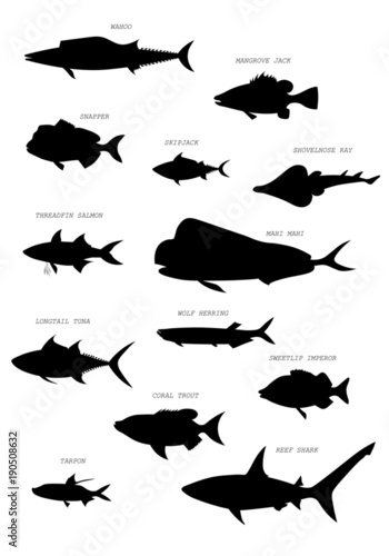 Australian fish silhouette. Vector set images. photo