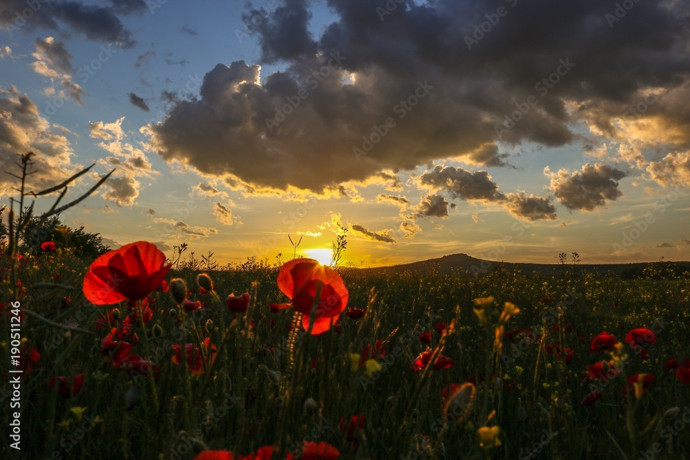 Obraz premium Flowers