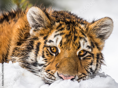 Young Siberian Tiger portrait. Resting on snow he has a very cute face expression.