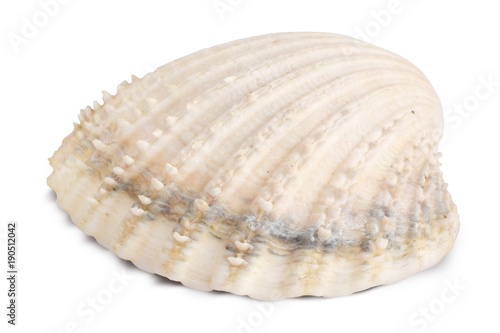 Seashell isolated on white