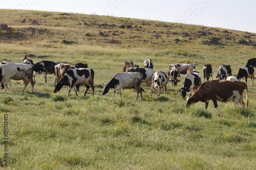 hayvancılık merada inek © ERDEM