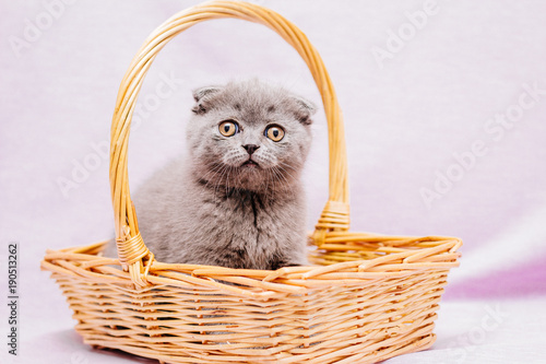 kitten in basket isolated on white
