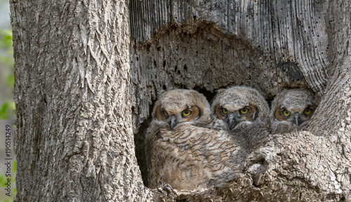 Foto Great Horned Owl Babies - Owlets