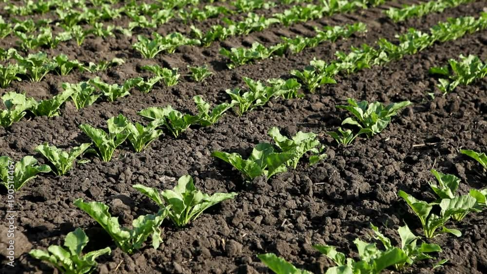 The cultivation of white beet. Field of young green sprouts of sugar beet. HD The cultivation of white beet. Field of young green sprouts of sugar beet. HD