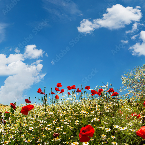 Flower meadow with blue sky
