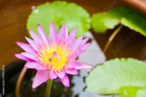 Beauty flower purple lotus in water. blossom lotus.