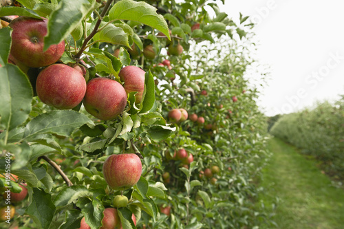 organic apples hanging from trees