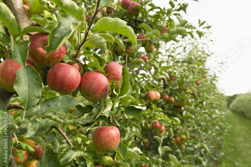 organic apples hanging from trees