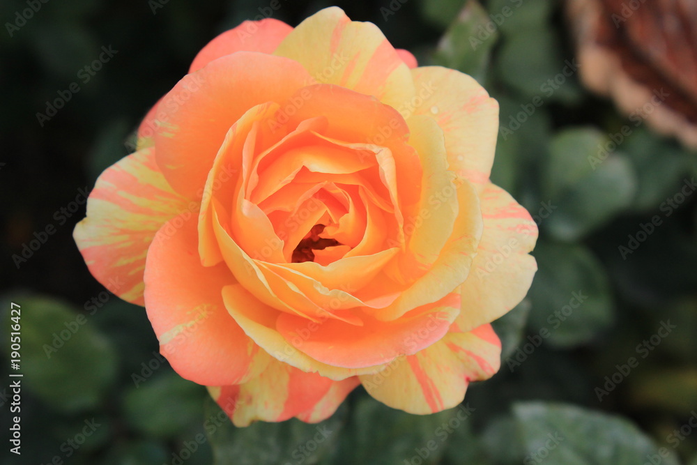 yellow-orange rose