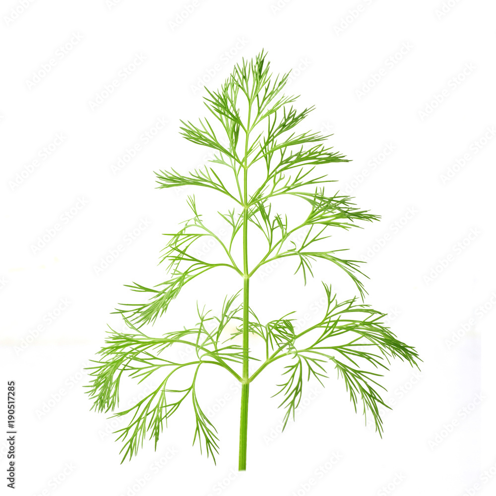 fresh dill isolated on a white background fresh dill isolated on a white background