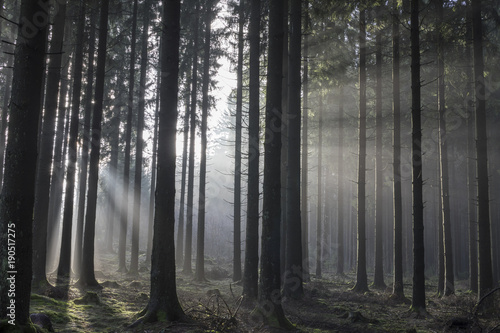 Sonnenstrahlen tief im Wald © scaleworker