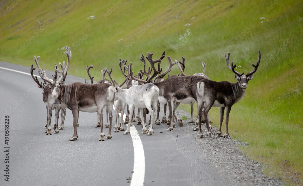 Fototapeta premium reindeer herd standing on highway road
