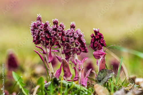 Obraz na płótnie Common Butterbur (Petasites Hybridus). w salonie