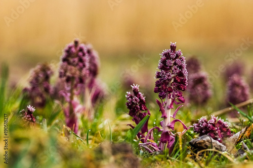 Obraz na płótnie Common Butterbur (Petasites Hybridus). w salonie