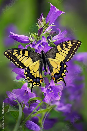 Fototapeta na wymiar Papilio machaon or yellow swallowtail butterfly on a cluster of bellflower or campanula with green background