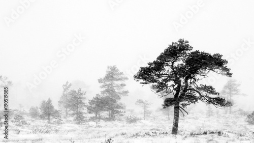 Pine tree and snowfall with hard wind at Torronsuo national park  Tammela  Finland.