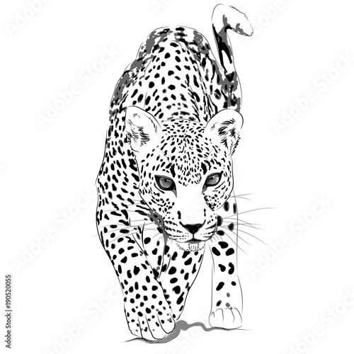 Leopard monochrome illustration