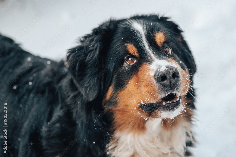 closeup of st.bernard dog