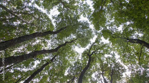 Alberi visti dal basso photo