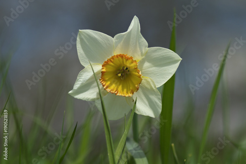 Fototapeta Naklejka Na Ścianę i Meble -  Osterglocke in der Natur