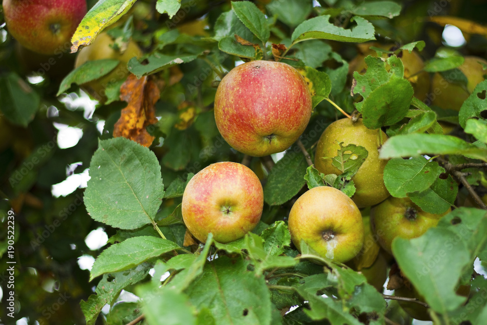 Obraz premium Frische Äpfel am Apfelbaum