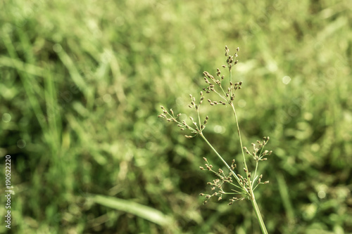 vintage grass flower with green light bokeh, nature background