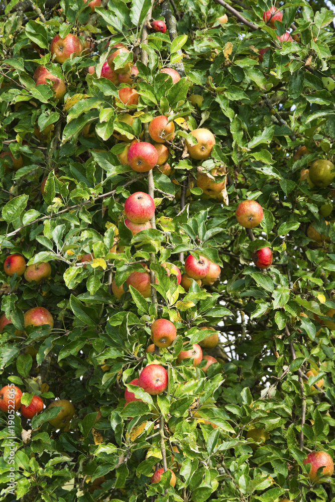 Frische Äpfel am Apfelbaum