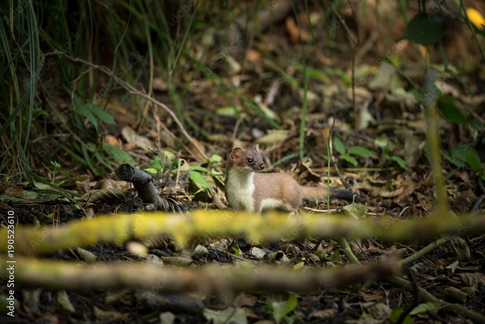 Mustela. Least Weasel seek drier places in the landscape. Distribution area covers most of Europe (missing only in Ireland and Iceland) and Asia, and North Africa.