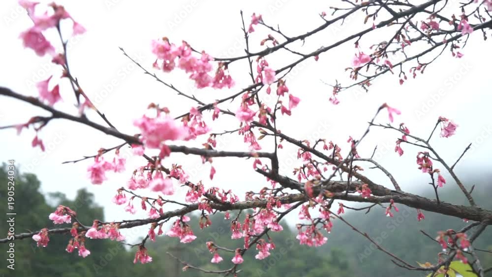 Cherry Blossom slow motion in the morning, Blooming Pink Japanese Sakura against sun sky and foggy mountains on rainy day Cherry Blossom slow motion in the morning, Blooming Pink Japanese Sakura against sun sky and foggy mountains on rainy day