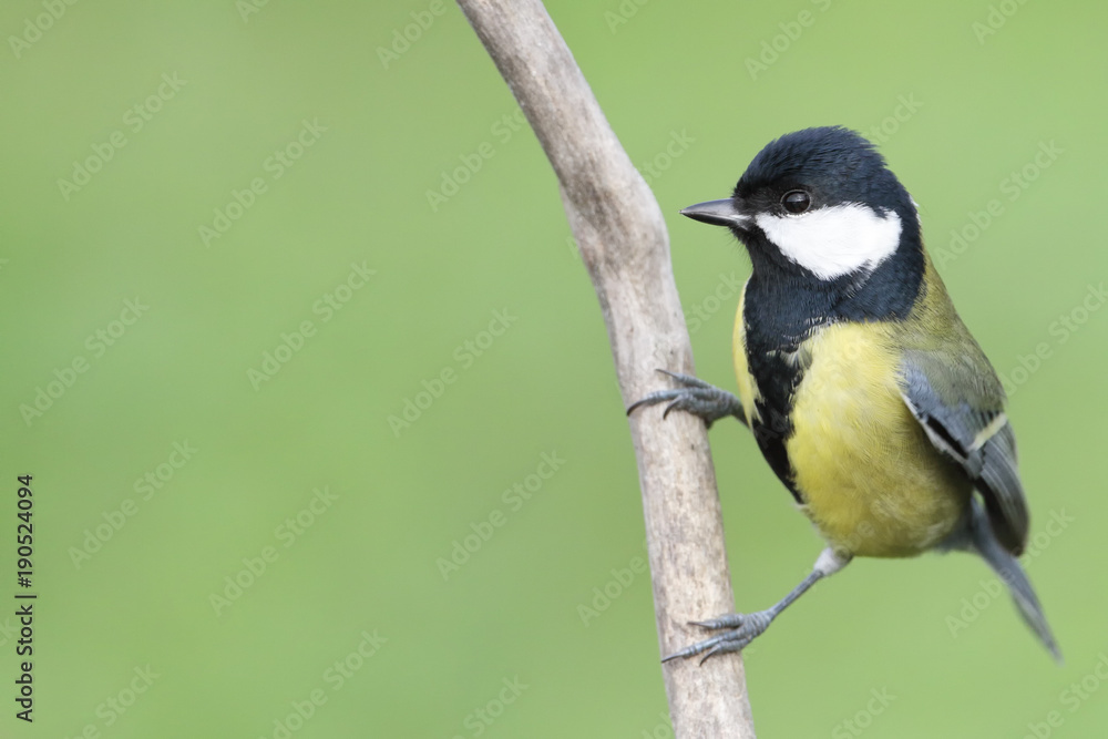 Great Tit