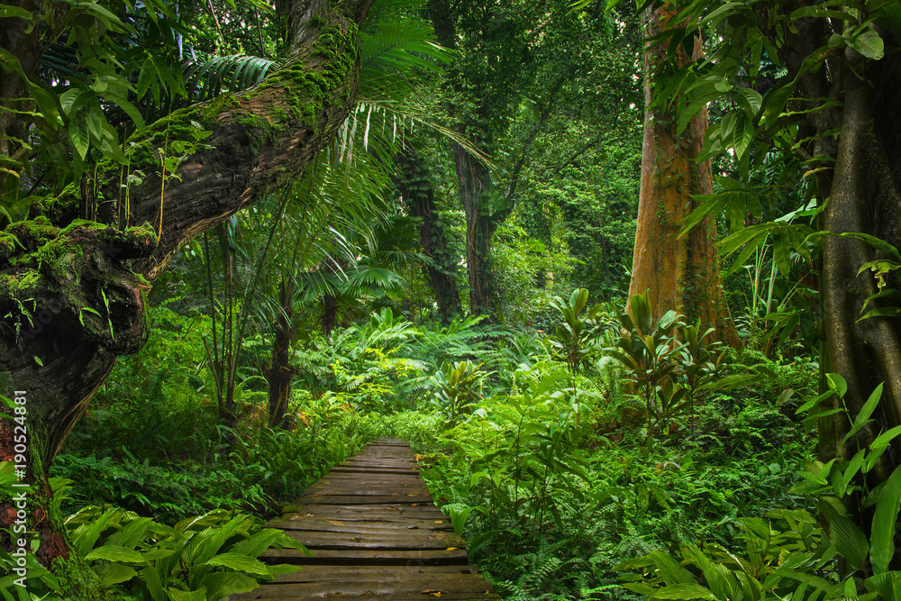 Fototapeta Deszczowa dżungla azjatycka z drewnianą kładką 