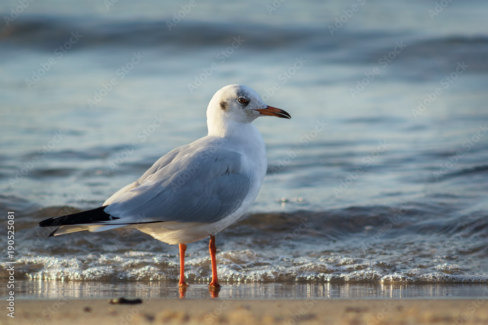 Seagull in the sea Seagull in the sea