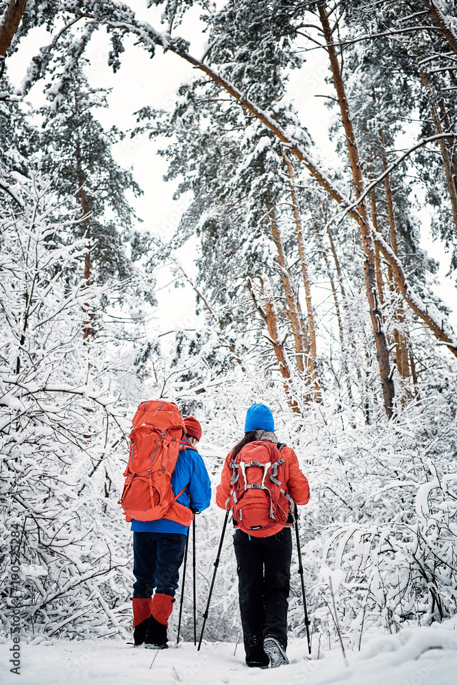 Walk through the winter forest with a backpack and tent.