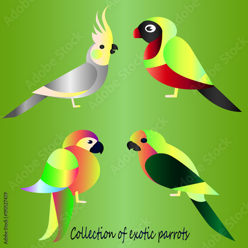 Collection of tropical parrots. Cartoon style - bright gradient sketches of birds