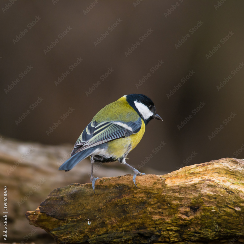 Obraz premium Wildlife photo - great tit standing on old wood in deep forest, Slovakia, Europe